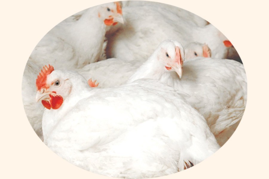 Decision on whether to ban poultry imports from India likely Monday