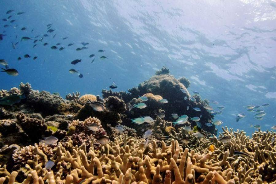 Noise pollution harming sea life, scientists say