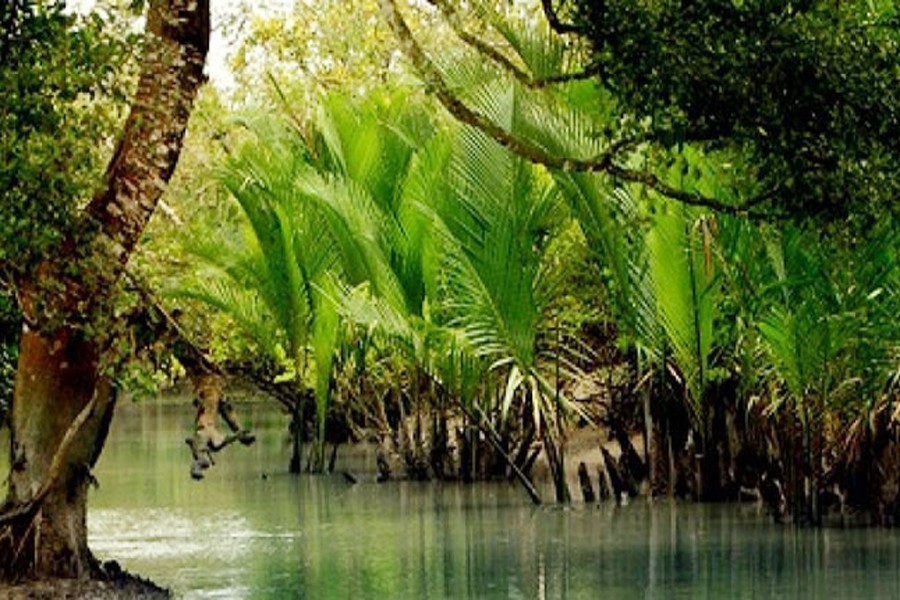 Saving Sunderbans   