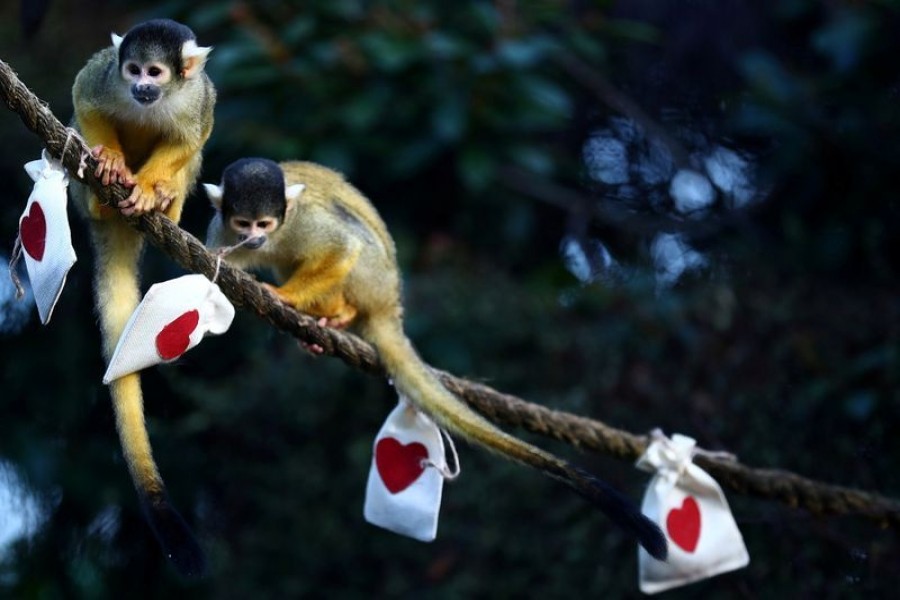 Mealworm Valentine treats charm London Zoo's squirrel monkeys