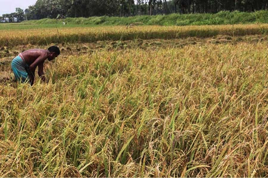 Govt distributes Tk 3.72b incentives to 5.7m farmers 