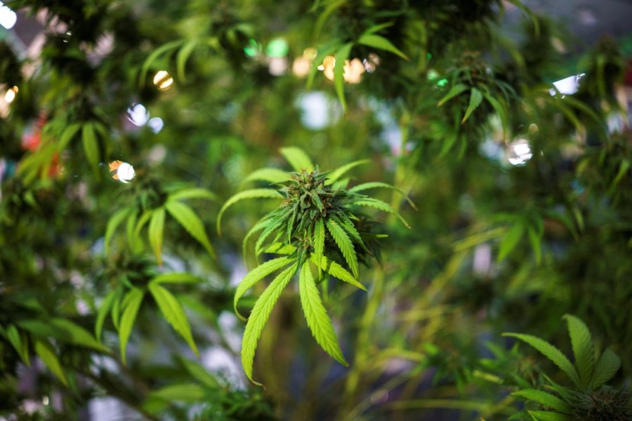 Cannabis plants are displayed at the "360 Cannabis & Hemp for the People" expo in Buriram province, Thailand, March 6, 2021 — Reuters/Files