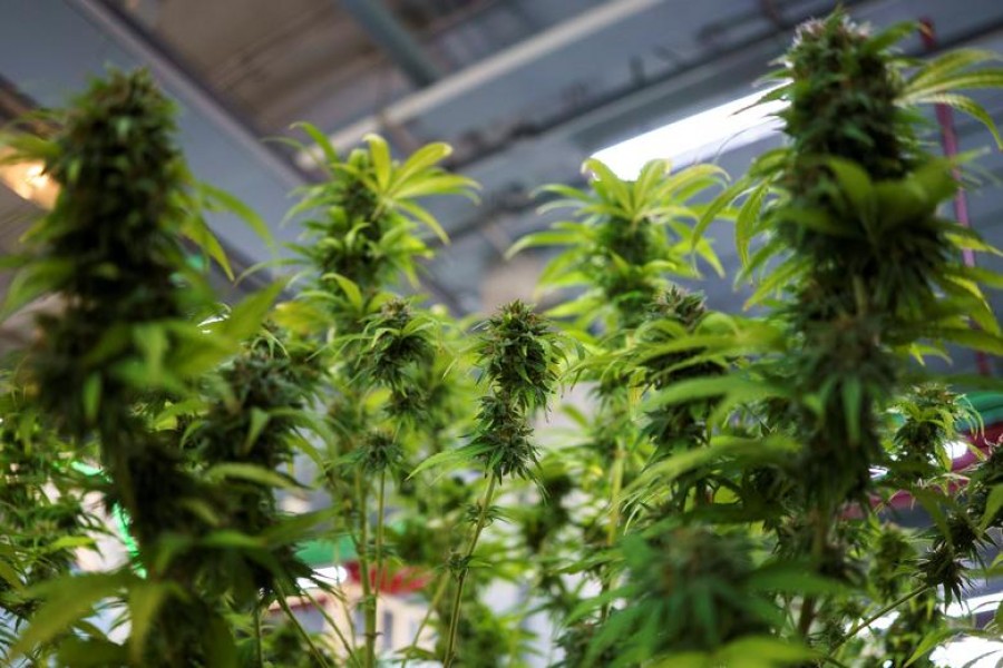 Cannabis plants are displayed at the "360 Cannabis & Hemp for the People" expo in Buriram province, Thailand, March 6, 2021. REUTERS/Athit Perawongmetha