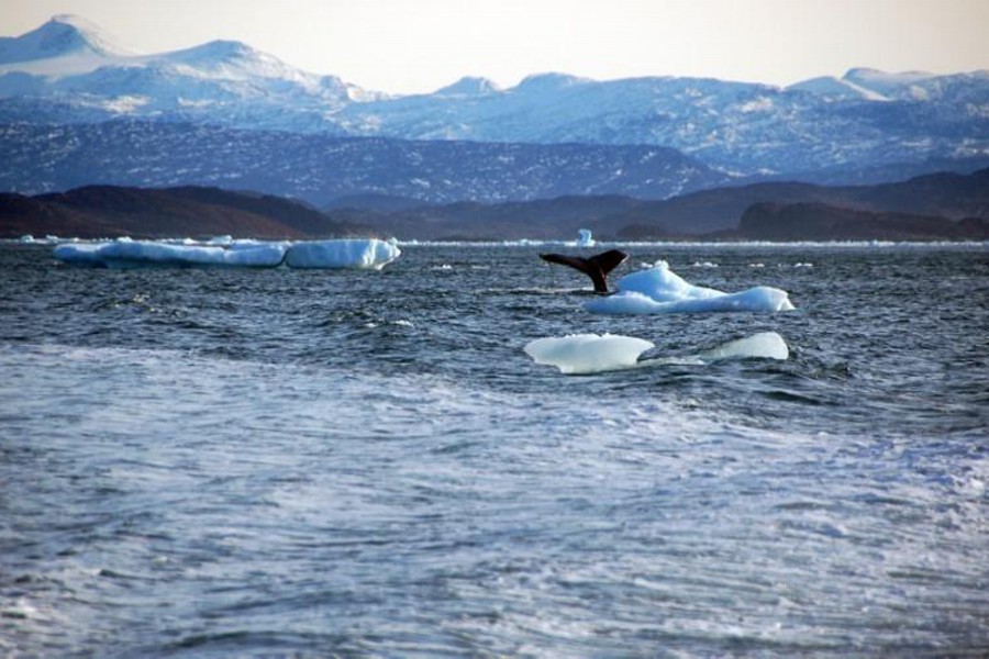 A whale dives into sea off the coast of Greenland's capital Nuuk on October 17, 2012 — Reuters/Files