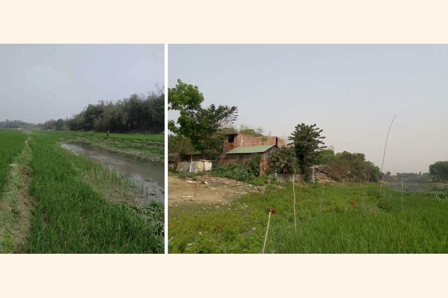 A combination photo shows paddy being cultivated on the bed of the Kali river (left) in Jhenidah’s Nischintapur and houses constructed on the bank of the Naboganga river in the same district’s Chaklapara — FE