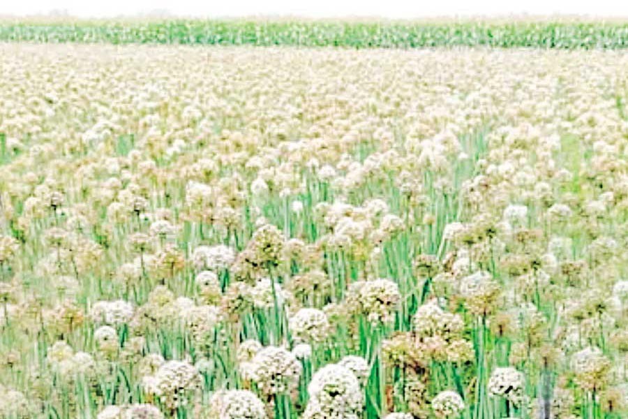 A onion seed production plot in Shiata area of Manda upazila — FE Photo