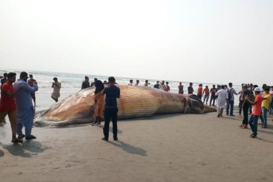 Another dead whale washes up on Cox’s Bazar beach