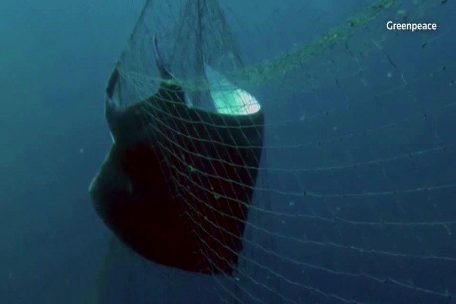 Illegal driftnet use widespread in Indian Ocean: Greenpeace