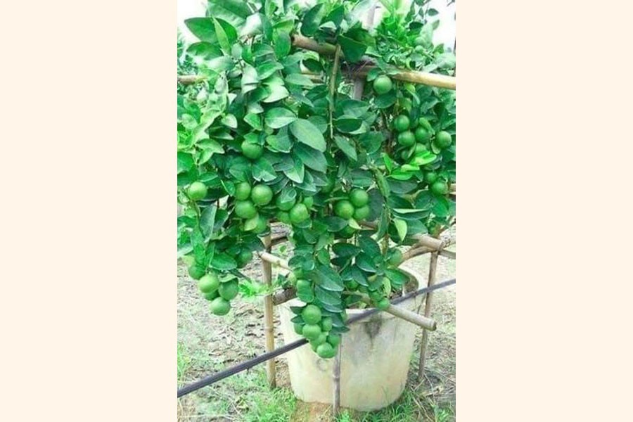 Lemon farming makes Naogaon youths solvent