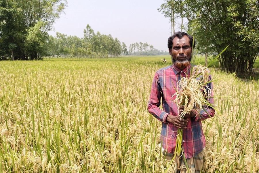 A farmer showing blast disease affected paddy at his field in Lalmonirhat —FE Photo