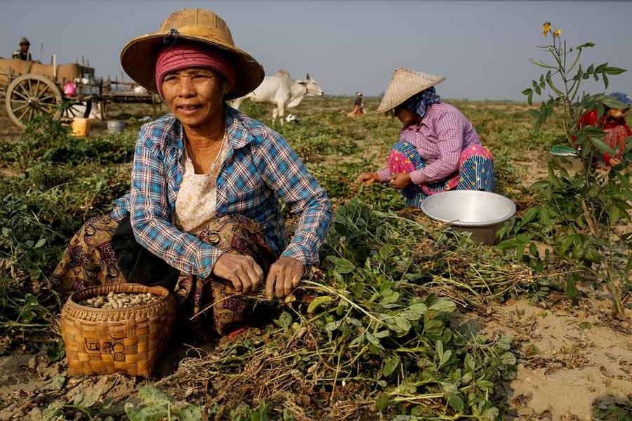 Mya Lay (R), 25, and her colleagues, who used to work at a marble mine but lost their jobs, pick leftover peanuts at a farm where they now work in Sagyin, Mandalay, Myanmar, in 2019 -Reuters file photo