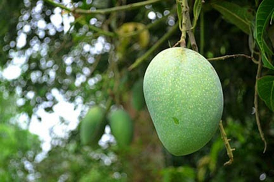 Rajshahi growers hope to export 300 tonnes of mango this year