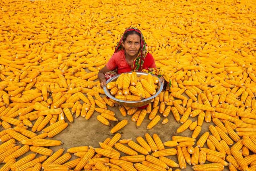 Bulbuli Begum works in the maize fields at Lalmonirhat, northern Bangladesh, on April 10 -Reuters photo