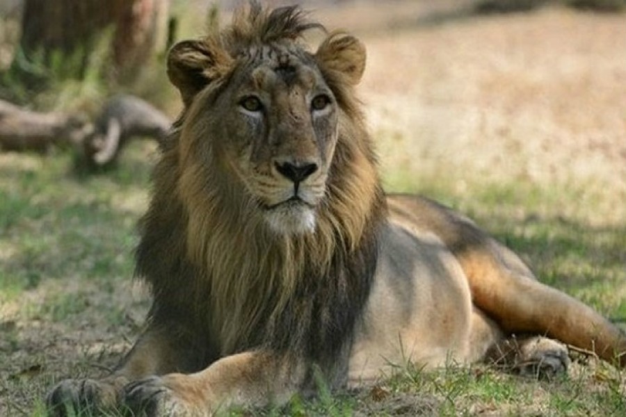 8 Asiatic lions in Hyderabad tested SARS-Cov2 positive