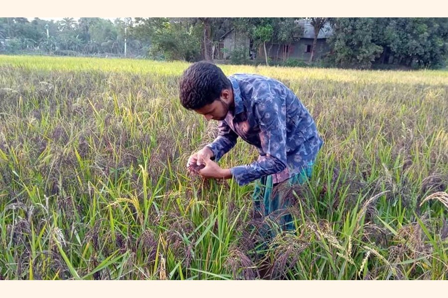 Arif Hossain taking care of black rice paddy at his field at Nangalkot in Cumilla district — FE Photo