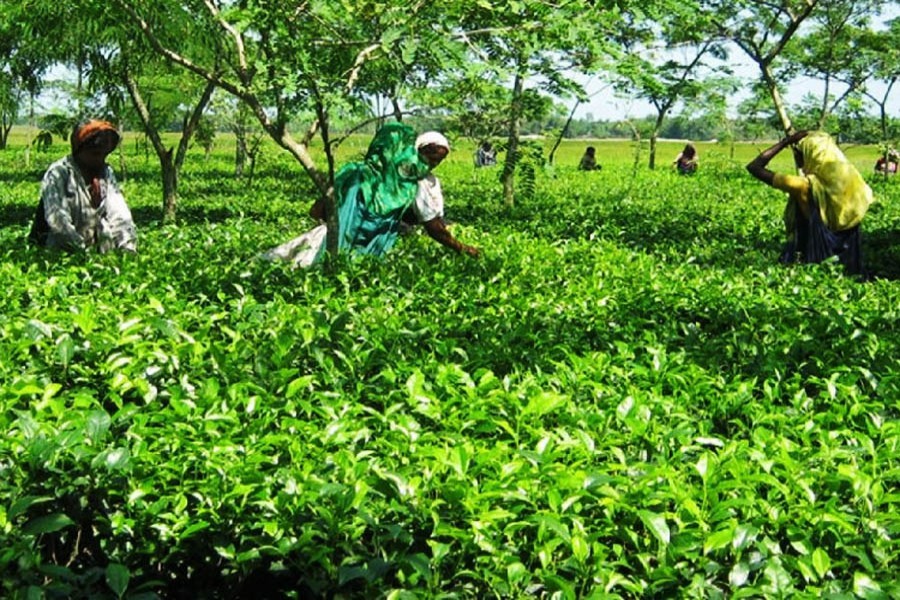 Call to involve tea workers in mainstream society