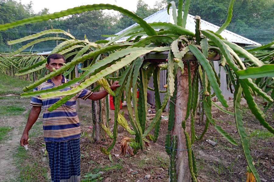 A farmer posing at his dragon fruit garden in Kahaloo area of Bogura district — FE Photo