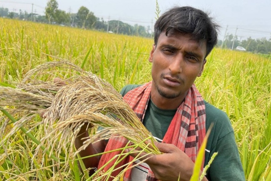 Farmer Manik Mia with his rice crops, which were hit by heat stress in April, in Lalmonirhat, northern Bangladesh, May 8, 2021. Thomson Reuters Foundation