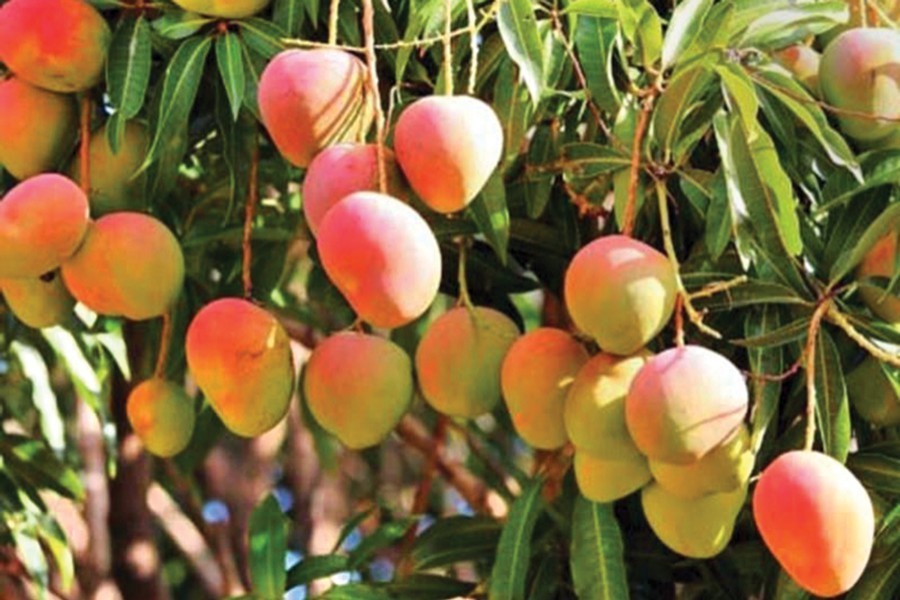 Mangoes' export potential   