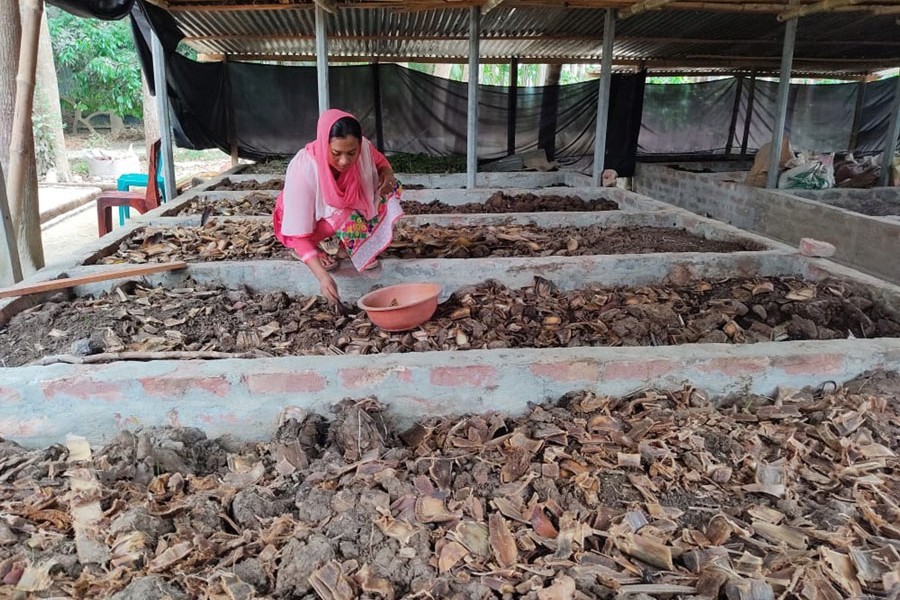 A woman producing vermicompost in the Sovarampur area of Faridpur Sadar Upazila — FE Photo