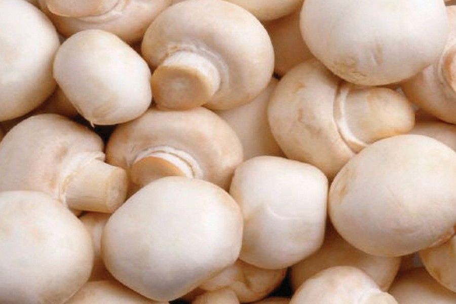 Mushroom farming expanding in Bangladesh