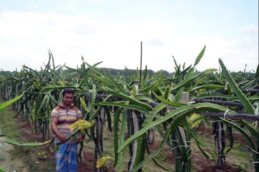 A farmer posing at his dragon fruit garden in Chhepara village of Debidwar upazila in Cumilla district — FE Photo