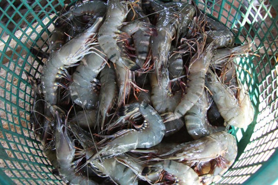 Production, export permission of diversified shrimp culture sought 