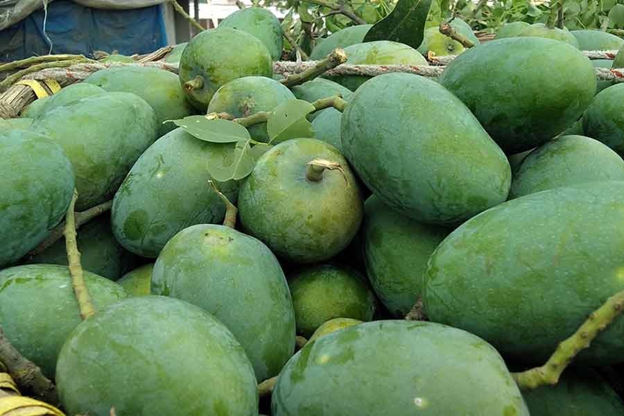 Fazli mango business gains momentum in Rajshahi