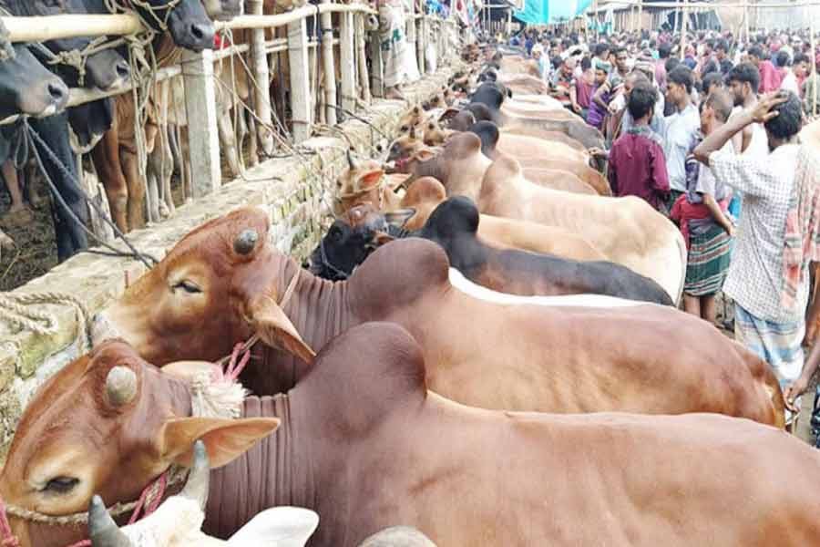 20 cattle markets in Dhaka to start operations from July 17