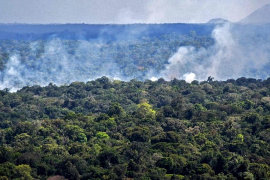 Over 10,000 species face risk of extinction in Amazon