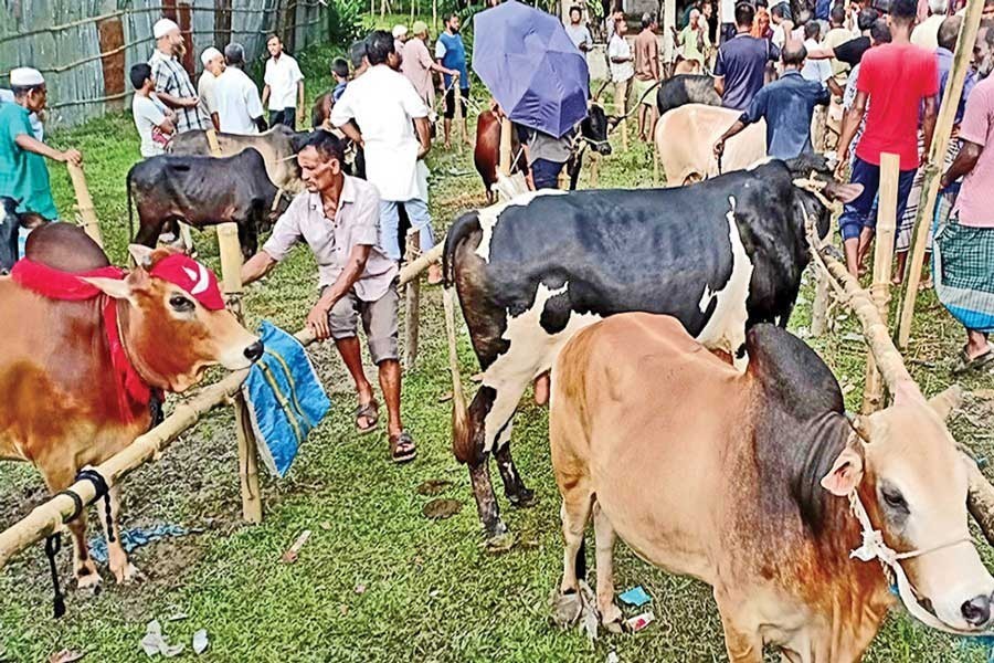 Dhaka cattle farms do brisk Eid business as online sales pick up