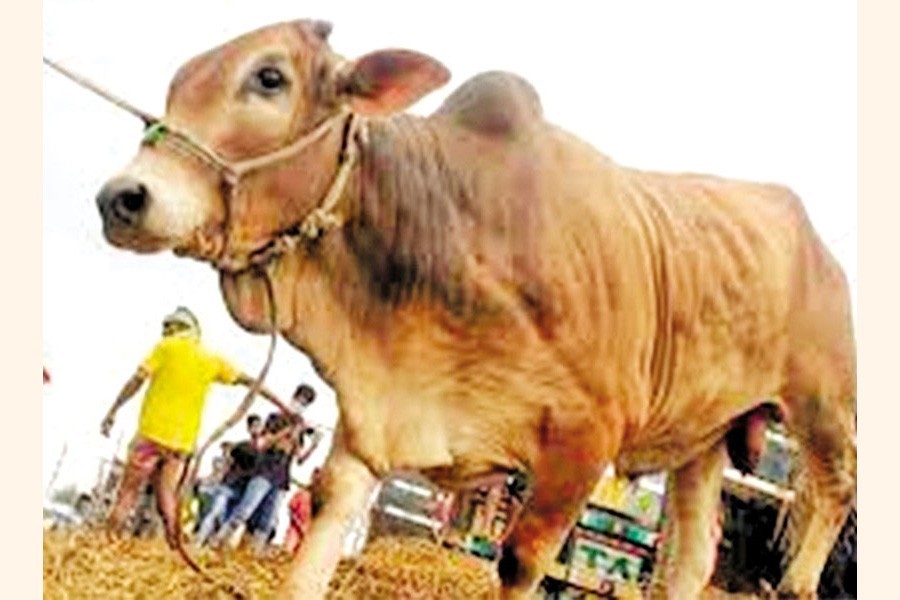 Dhaka's cattle markets start drawing crowds