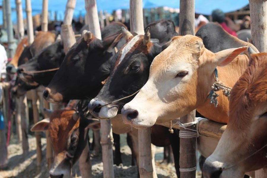 4.4pc of 9.1m sacrificed cattle sold online, says ministry