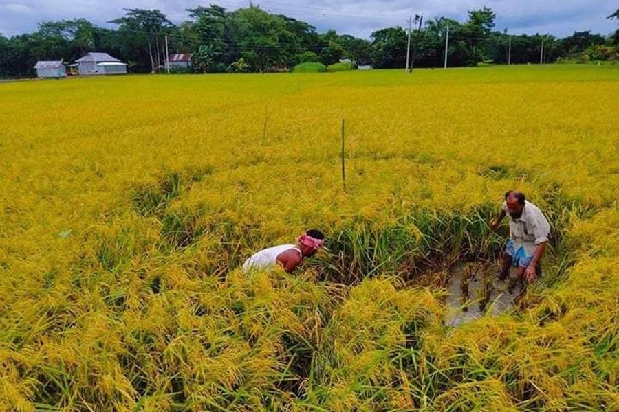 Farmers busy harvesting Aus paddy at Kashtala village in Barhatta upazila in Netrakona district — FE Photo