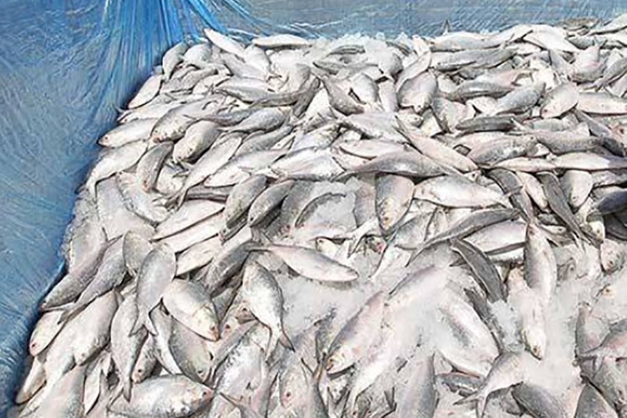 Traders seek permission to export hilsa to India