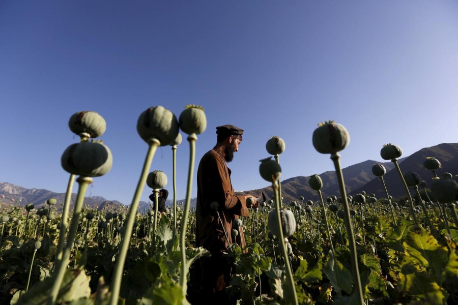 An Afghan man works on a poppy field in Nangarhar province, Afghanistan April 20, 2016. REUTERS/Stringer/File Photo