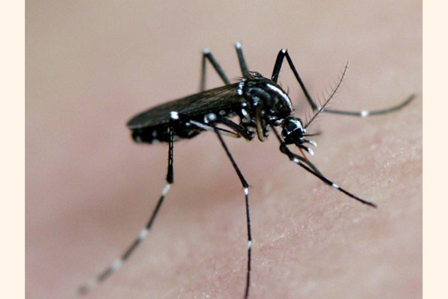 25 fatalities from Dengue reported so far this year