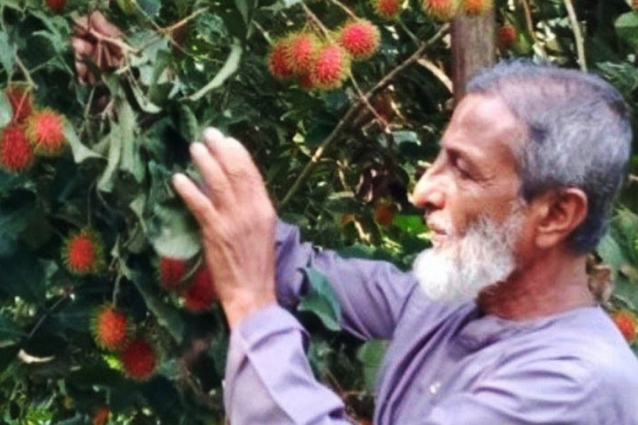 Usman Gani taking care of his rambutan trees at Haripur village in Kalmakanda Nazirpur union of Netrakona district — FE Photo