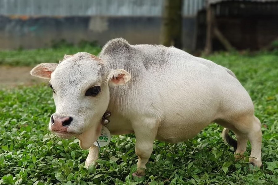 World’s smallest cow ‘Rani’ passes away in Savar