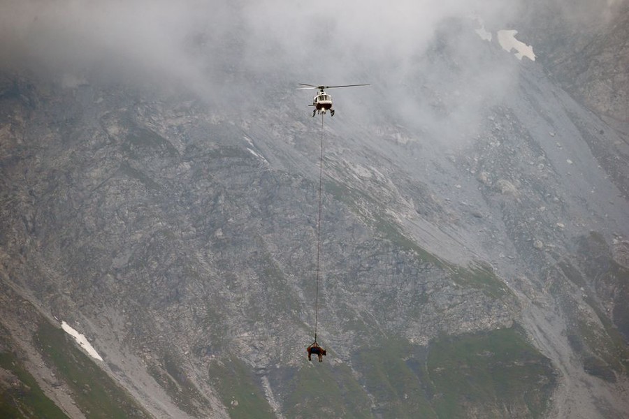 A cow is transported by a helicopter from after its summer sojourn in the high Swiss Alpine meadows near the Klausenpass, Switzerland on August 27, 2021 — Reuters photo