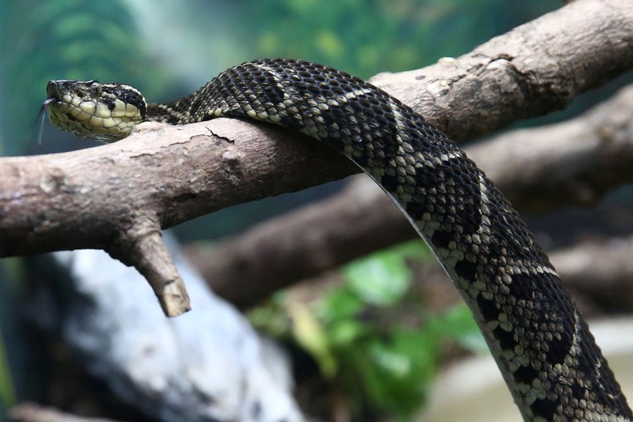 Brazilian viper venom may become tool in fight against Coronavirus?