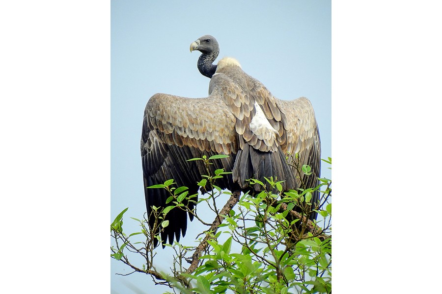 Joint efforts needed to conserve vultures