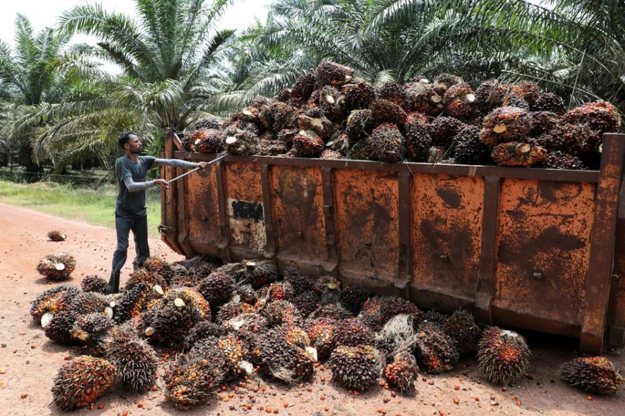 A worker loads palm oil fruit bunches at an oil palm plantation in Slim River, Malaysia August 12, 2021. REUTERS/Lim Huey Teng