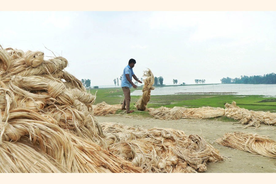 A farmer is seen making jute bundle under Dhunat upazila in Bogura to sell them to the wholesalers — FE Photo