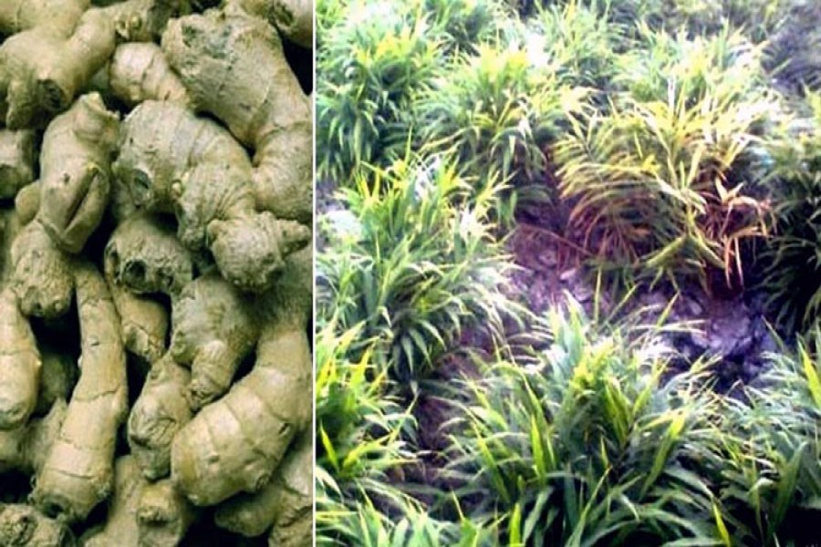 Farmers expect bumper ginger production in Rangpur region