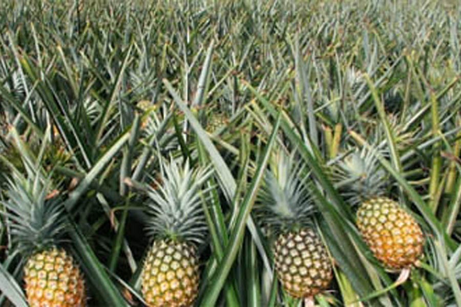 Good yield, good price delight pineapple growers