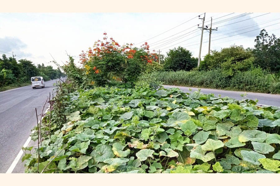 Vegetables being cultivated on the divider of the Dhaka-Chattogram highway in Cumilla. The picture was taken from the Chauddagram upazila area of Cumilla district — FE Photo