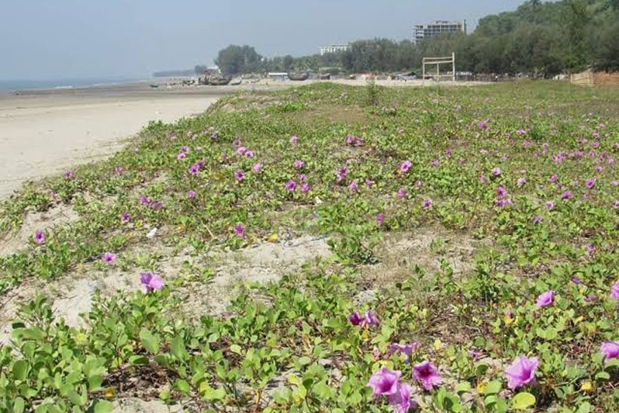 A view of the Cox's Bazar beach covered with seaweeds — FE Photo