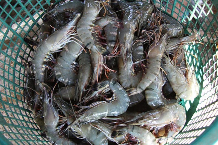 Diversifying shrimp export   