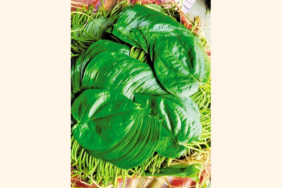 UK mulls over lifting ban on Bangladeshi betel leaf import